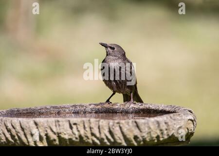 Novellame primo anno Starling Strunus vulgaris che perching in un modo giunty sul lato di un giardino di bagno di uccelli Foto Stock