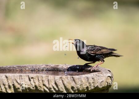 Comune adulto Starling Sturnus vulgaris bere da un giardino di bagno di uccelli con gocce d'acqua che cadono dal suo conto Foto Stock