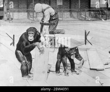 Scimpanzé aiuto con animali domestici angolo 's nuovo piano . Equilibratura Peters ! . Ricevere l' assistenza Jackie e Peter , gli scimpanzé , operai che posano un nuovo angolo di legno per gli animali allo Zoo di Londra . L'angolo è in via di riapertura il 1 maggio , quando i giovani visitatori saranno nuovamente autorizzati a giocare con gli animali . Come mostra , Jackie ( a sinistra ) fa un serio lavoro , ma Peter ha un po 'di divertimento con un pezzo di legno . 12 aprile 1937 Foto Stock