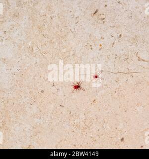 Ragno rosso-acaro con gambe lunghe. Si sveglia in primavera quando il sole riscalda il terreno Foto Stock