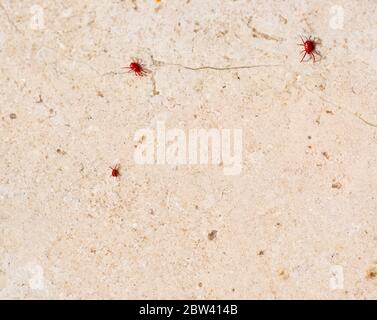 Ragno rosso-acaro con gambe lunghe. Si sveglia in primavera quando il sole riscalda il terreno Foto Stock