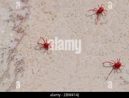 Ragno rosso-acaro con gambe lunghe. Si sveglia in primavera quando il sole riscalda il terreno Foto Stock