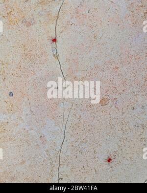 Ragno rosso-acaro con gambe lunghe. Si sveglia in primavera quando il sole riscalda il terreno Foto Stock