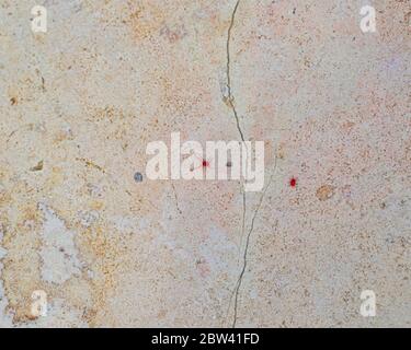 Ragno rosso-acaro con gambe lunghe. Si sveglia in primavera quando il sole riscalda il terreno Foto Stock