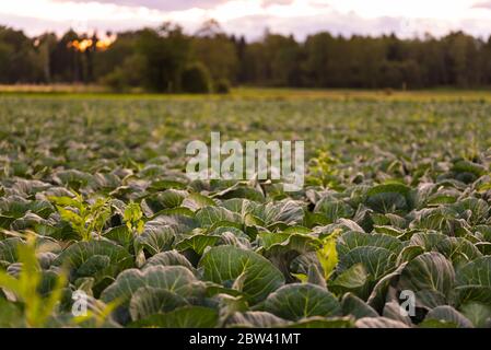 Cavoli verdi capi in linea crescere sul campo. Foto Stock