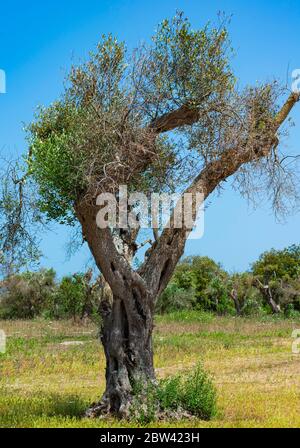 Olivi infestati (batterio Xylella Fastidiosa), Salento, Italia meridionale Foto Stock
