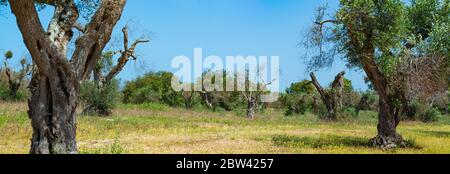 Olivi infestati (batterio Xylella Fastidiosa), Salento, Italia meridionale Foto Stock