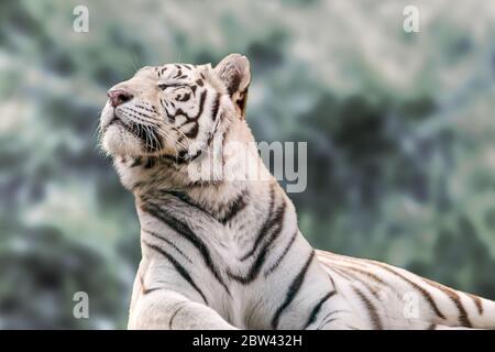 Tigre bianca con strisce nere che poggiano in verticale, profilo, vista ravvicinata con sfondo verde sfocato. Animali selvatici, gatto grande Foto Stock