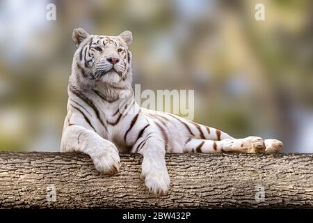 Tigre bianca con strisce nere che si stendono sul grande albero. Ritratto adorabile a dimensione intera. Vista ravvicinata con sfondo naturale sfocato. Animali selvatici, gatto grande Foto Stock