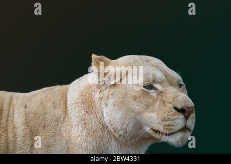 Leonesses bianco femmina leone ritratto, profilo, guardando a destra isolato primo piano con sfondo verde scuro. Animali selvatici, gatto grande Foto Stock
