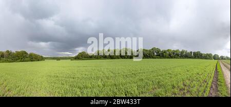 Verde campo di grano panorama in luce solare sotto drammatico grigio cielo nuvoloso. Colture giovani che crescono su campo agricolo. Prato irreale in primavera piovoso Foto Stock