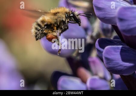 Potters Bar, Hertfordshire, Regno Unito, 29 maggio 2020. Un'ape bumble con polline arancione si insidia per atterrare su un Lupin viola in una giornata di sole luminoso. David Rowe/Alamy notizie dal vivo. Foto Stock