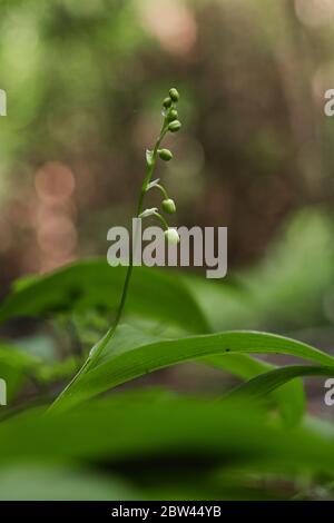 Foresta landishi- spessi fragranti spessi spessi di fiori delicati su uno sfondo Foto Stock