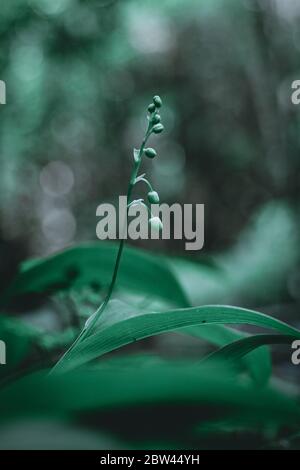 Foresta landishi- spessi fragranti spessi spessi di fiori delicati su uno sfondo Foto Stock