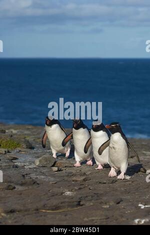 I pinguini delle Montagne Rocciose meridionali (Eudyptes crisocome) ritornano alla loro colonia sulle scogliere di Bleaker Island nelle Isole Falkland Foto Stock