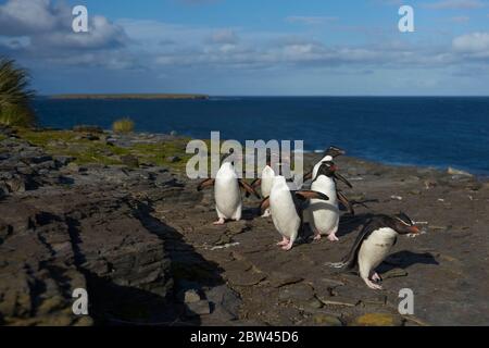 I pinguini delle Montagne Rocciose meridionali (Eudyptes crisocome) ritornano alla loro colonia sulle scogliere di Bleaker Island nelle Isole Falkland Foto Stock