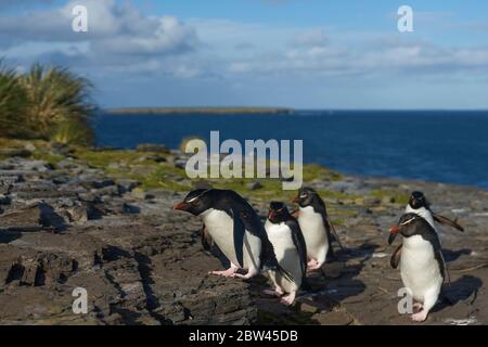 I pinguini delle Montagne Rocciose meridionali (Eudyptes crisocome) ritornano alla loro colonia sulle scogliere di Bleaker Island nelle Isole Falkland Foto Stock