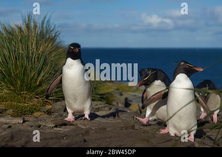 I pinguini delle Montagne Rocciose meridionali (Eudyptes crisocome) ritornano alla loro colonia sulle scogliere di Bleaker Island nelle Isole Falkland Foto Stock