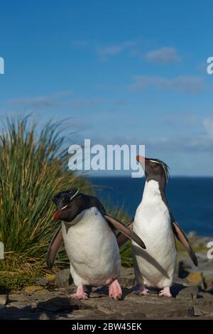 I pinguini delle Montagne Rocciose meridionali (Eudyptes crisocome) ritornano alla loro colonia sulle scogliere di Bleaker Island nelle Isole Falkland Foto Stock