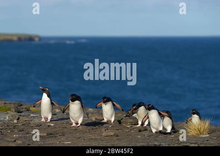 I pinguini delle Montagne Rocciose meridionali (Eudyptes crisocome) ritornano alla loro colonia sulle scogliere di Bleaker Island nelle Isole Falkland Foto Stock