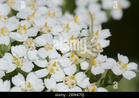 Ragno di granchio, Mecaphesa sp., che si aggetta sulla freccia, Achillea millefolium Foto Stock