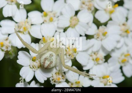 Ragno di granchio, Mecaphesa sp., che si aggetta sulla freccia, Achillea millefolium Foto Stock