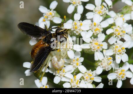 Granchio Spider, Mecaphesa sp., con Feather-leged Fly, Trichopoda sp., preda sulla freccia, Achillea millefolium Foto Stock
