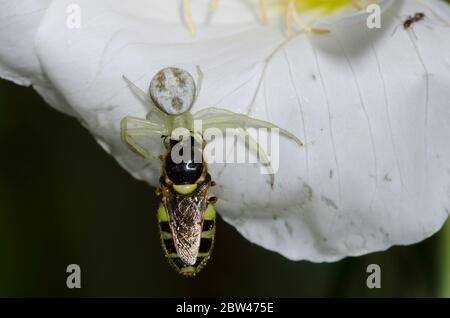 Granchio Spider, Mecaphesa sp., con Soldier Fly, Famiglia Stratiomyidae, preda alla sera della mostra Primrose, Oenotera speciosa Foto Stock