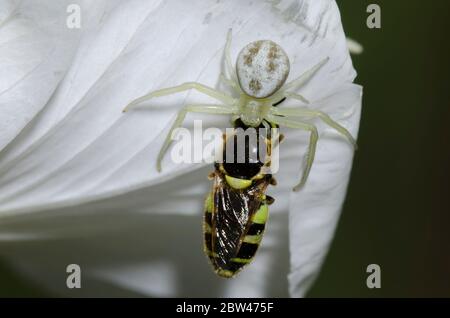 Granchio Spider, Mecaphesa sp., con Soldier Fly, Famiglia Stratiomyidae, preda alla sera della mostra Primrose, Oenotera speciosa Foto Stock