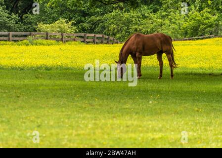 Cavallo in un pascolo di fiori gialli di primavera accoccolato nelle Blue Ridge Mountains presso la Dillard House a Dillard, Georgia. (STATI UNITI) Foto Stock