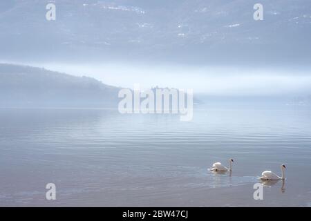 splendido paesaggio con due cigni bianchi che galleggiano sul lago. Foto Stock