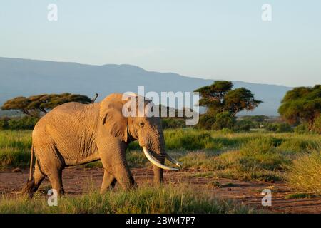 Elefante di toro africano alla luce del sole del mattino. L'Africa ospita molte delle più famose fauna del mondo nella cultura umana, come leoni‚ rinos‚ cheetahs. Foto Stock