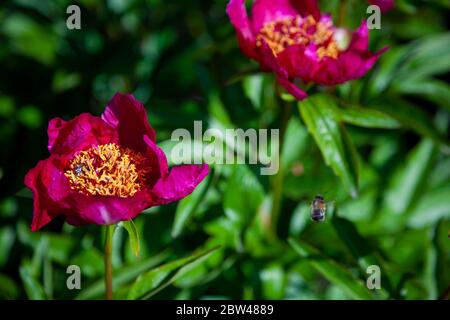 Cespuglio di peonie nel giardino. Bellissimi boccioli rosa scuro di fiori estivi. Fiore di peonia colore Bordeaux. Foto Stock