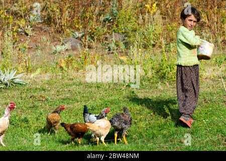 Türkei, Bingöl, Provinz Mädchen, füttern vom Stamm der Beritan-Nomaden beim Hühner der östlich auf einer Hochweide in den Serafettin-Bergen   des Foto Stock