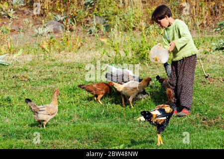 Türkei, Bingöl, Provinz Mädchen, füttern vom Stamm der Beritan-Nomaden beim Hühner der östlich auf einer Hochweide in den Serafettin-Bergen   des Foto Stock