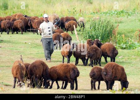 Türkei, Provinz Bingöl, Nomenten vom Stamm der Beritan-Nomaden mit Schafherde auf einer Hochweide in den Serafettin-Bergen östlich des Provinzst Foto Stock