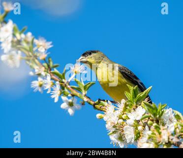 Maschio Lesser Goldfinch, Carduelis psaltria, perches in un albero di prugne a Berkeley, California Foto Stock