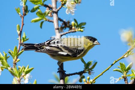 Maschio Lesser Goldfinch, Carduelis psaltria, perches in un albero di prugne a Berkeley, California Foto Stock