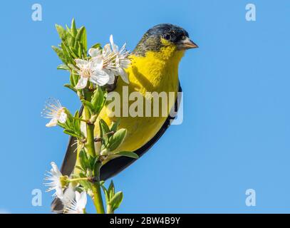 Maschio Lesser Goldfinch, Carduelis psaltria, perches in un albero di prugne a Berkeley, California Foto Stock