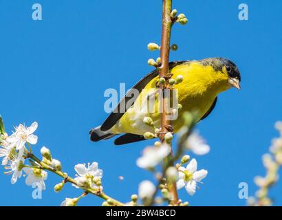 Maschio Lesser Goldfinch, Carduelis psaltria, perches in un albero di prugne a Berkeley, California Foto Stock