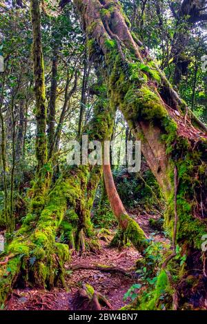 La foresta di muschio di Gunung Brinchang, Brinchang, Malaysia Foto Stock