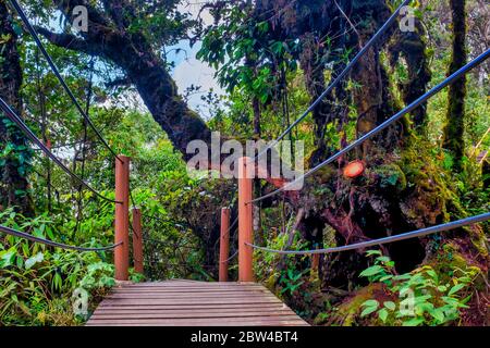 Percorso in legno nella Foresta Mossy di Gunung Brinchang, Brinchang, Malesia Foto Stock