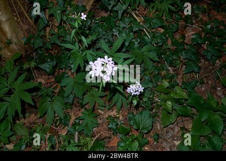 Bulbifera di cardamina con fiori di lilla Foto Stock