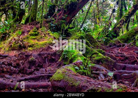 La foresta di muschio di Gunung Brinchang, Brinchang, Malaysia Foto Stock