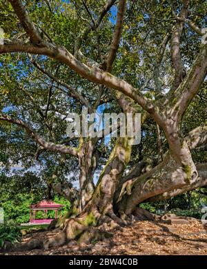 Moreton Bay Fig, albero di fico ad Albert Park, centro di Auckland, Isola del Nord, Nuova Zelanda Foto Stock