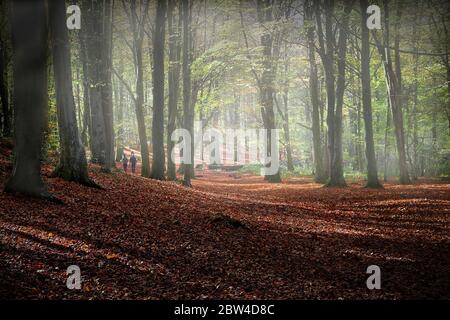 Escursionisti della foresta nella nebbia di mattina presto dell'autunno Foto Stock