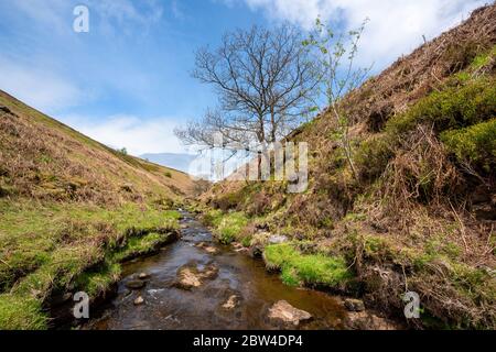 River dane, Ax EDGE Moor, Peak District National Park, Inghilterra, Regno Unito Foto Stock