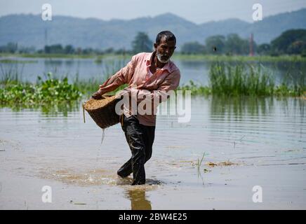 Morigaon, Assam, India. 29 maggio 2020. Un agricoltore porta la sfilata di risaie attraverso le acque alluvionali del villaggio di Mayong nel distretto di Morigaon di Assam. Credit: David Talukdar/ZUMA Wire/Alamy Live News Foto Stock