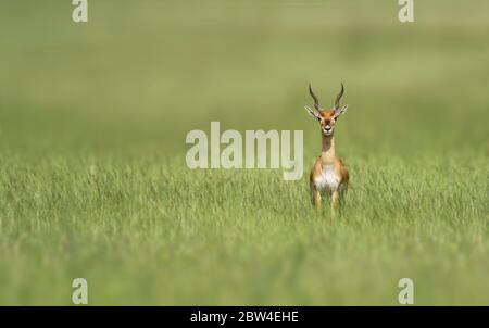 Il blackbuck, conosciuto anche come antilope indiano, è un antilope trovato in India, Nepal e Pakistan. Il nerbuck è l'unico membro estante della g. Foto Stock