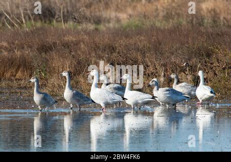 Oche della neve per adulti e bambini, Chen Caerulescens, al Sacramento National Wildlife Refuge, California Foto Stock